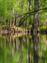 Tall Trees Along Waters Edge, Cedar Creek, Congaree National Park Royalty Free Stock Photo