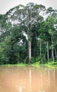 Tall trees on the Amazon