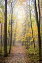 Tall trees in autumn fog Royalty Free Stock Photo