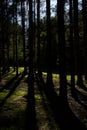 Tall Trees Casting Autumn Shadows in a Forest Royalty Free Stock Photo