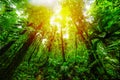 Tall trees in Basse Terre jungle under a warm sun at sunset Royalty Free Stock Photo