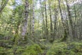 Tall trees of beech rain forest in Fiordland