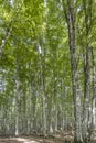 tall trees of beech wood at Terminillo mountain range, Italy