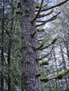 Tall trees covered with Moss in the evergreen forests of Washington state Royalty Free Stock Photo