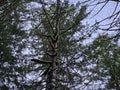 Tall trees covered with Moss in the evergreen forests of Washington state Royalty Free Stock Photo