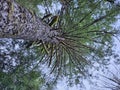 Tall trees covered with Moss in the evergreen forests of Washington state Royalty Free Stock Photo