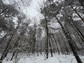 A classic white winter scene in the Polish Forest - POLAND Royalty Free Stock Photo