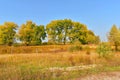 Tall trees with a dense crown and a field with yellowed dry grass. Royalty Free Stock Photo