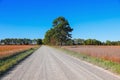 Tall trees by the dirt road through soybean fields in rural Michigan, USA Royalty Free Stock Photo