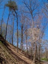 Hillside Trees on Elkin & Alleghany Rail Trail