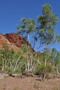 Tall trees in dry riverbed with rock outcrop australian outback