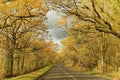 Tall trees of fall colors between long road Royalty Free Stock Photo