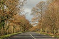 Tall trees of fall colors between long road on country side drive Royalty Free Stock Photo