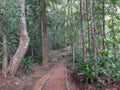 Tall trees flank a foot path in a Thai national park