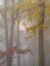 Tall trees in a foggy forest with autumn foliage in soft light mist Royalty Free Stock Photo