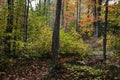 Tall trees with foliage in woodlands located in Keweenaw peninsula in Michigan