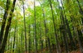 Tall trees in a forest