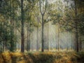 Tall trees forest grass and leaves Royalty Free Stock Photo