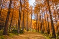 Tall trees forest of larches in utumn Royalty Free Stock Photo