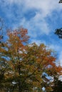 Tall trees in a forest with orange and green leaves in the fall against a blue sky with cirrus clouds in Wisconsin Royalty Free Stock Photo