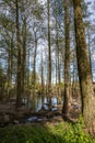 Tall trees forest in water of swamp Royalty Free Stock Photo