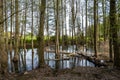 Tall trees forest in water of swamp Royalty Free Stock Photo