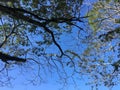 beautiful sky view under the tree. Royalty Free Stock Photo