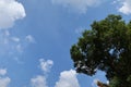 Tall Trees Green Leaves Background Bright Sky Morning White Clouds Blue Sky Images For Outdoor Nature Backgrounds Royalty Free Stock Photo