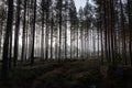 Tall trees growing in the dark gloomy forest Royalty Free Stock Photo