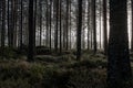 Tall trees growing in the dark gloomy forest Royalty Free Stock Photo