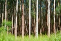 Tall trees on Hamakua Coast, eucalyptus trees Royalty Free Stock Photo