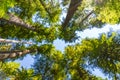 Tall trees in a hemlock forest