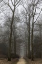 Tall Trees High Above Pathway