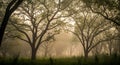 Tall trees with intertwining branches stand in a misty forest, diffusing soft light through