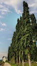 Tall trees line the street against a backdrop of blue sky, creating a picturesque scene of urban greenery.