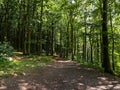 Tall trees line a wide path through thick woodland on a summers day Royalty Free Stock Photo