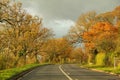 Tall trees between long road on country side drive Royalty Free Stock Photo