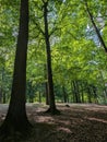Tall trees of the Marselisborg forest Royalty Free Stock Photo