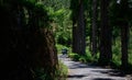 Tall trees and mountain road, tree estates and tropical greenery in Haputale, Sri Lanka Royalty Free Stock Photo