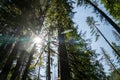 Tall trees in the Mt Baker-Snoqualmie National Forest near Nooksack Falls, looking up at sky with lots of lens flare