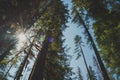 Tall trees in the Mt Baker-Snoqualmie National Forest near Nooksack Falls, looking up at sky with lots of lens flare