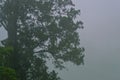 Tall Trees In A Natural Forest With Thick Fog And Drizzling Rain In The Evening