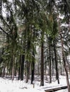 Tall trees in nature center forest