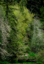 Tall trees offering a sheltering place along the Cowlitz River Royalty Free Stock Photo