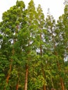 Tall trees reach the sky Royalty Free Stock Photo