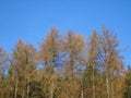 Tall trees on the Scottish Highland slopes stretch up to the clear blue winter skies