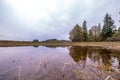 Tall trees on a side of a pond reflecting on a surface of a calm water