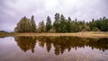 Tall trees on a side of a pond reflecting on a surface of a pond Royalty Free Stock Photo