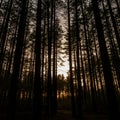 Tall trees with slender trunks interspersed throughout a dense forest. The silhouettes Royalty Free Stock Photo