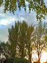 Tall trees during sunset on a summer day. Royalty Free Stock Photo